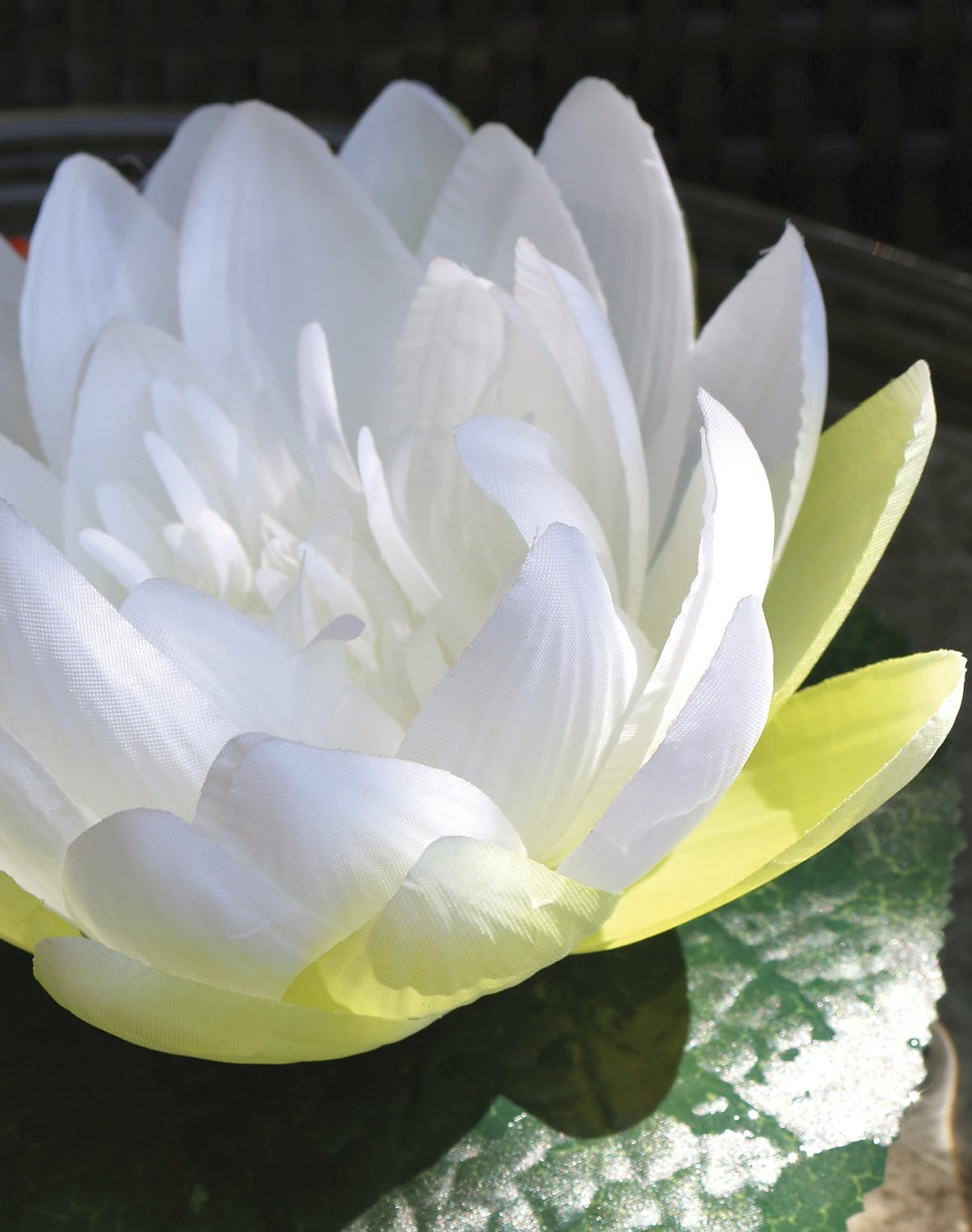 3865 778 a3 Шелковая кувшинка, плавающая, Ø 15 см, бежево-белая H-andreas 