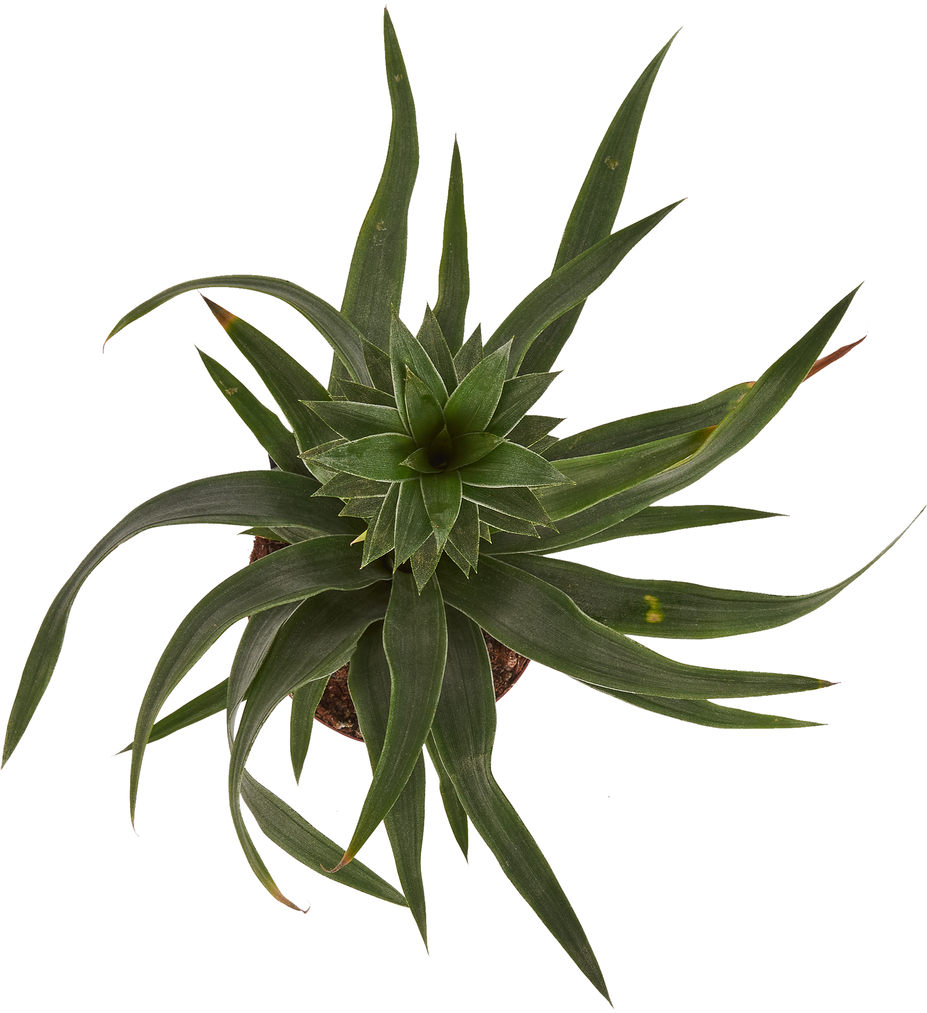 Ананас декоративный Santreyd - экзотическое комнатное растение с плодами 83738771 STLM-0044154 - Вид №1