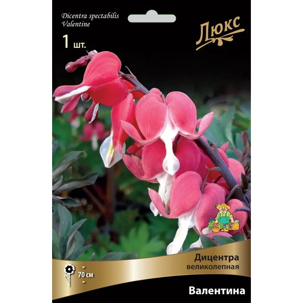 Дицентра великолепная Валентина луковица I 83599257 STLM-2107030 Santreyd 