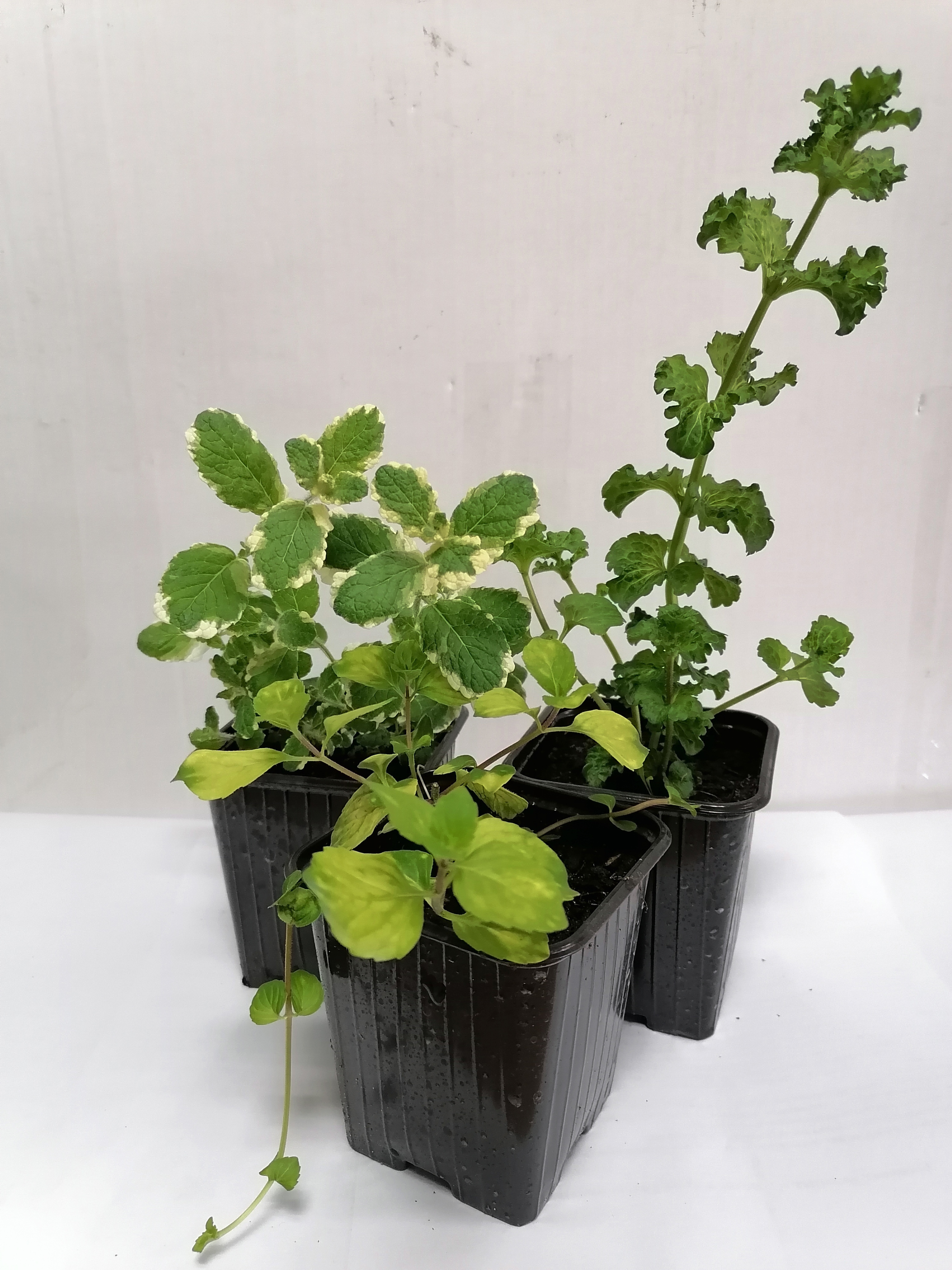 Santreyd Мята микс ароматная - рассада пряных трав с разнообразными вкусами 84519827