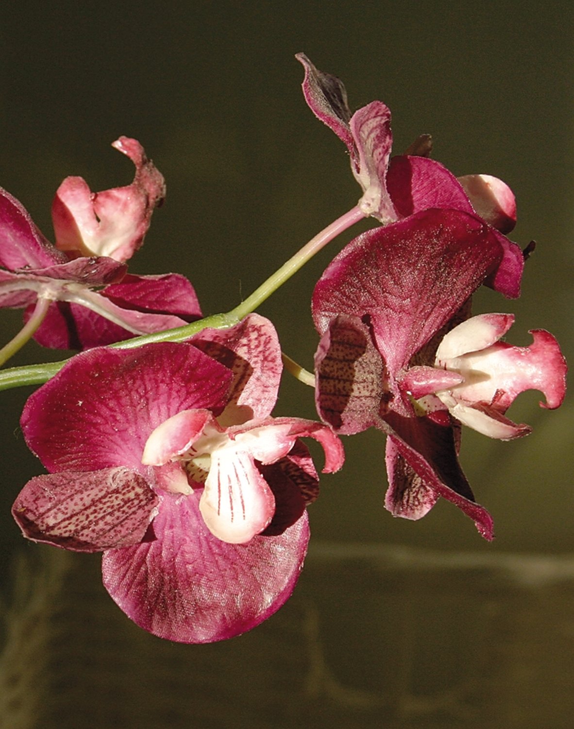 2579 420 a2 Пластиковая орхидея Phalaenopsis, ваза с водой, 80 см, real touch, вишня H-andreas  - Вид №1