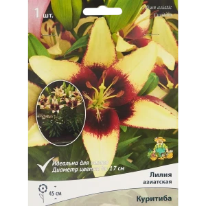 Лилия азиатская Куритиба 85205797 STLM-2092551