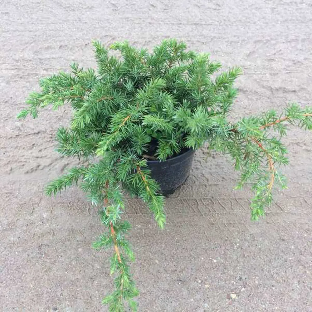 Можжевельник «Шлягер» C1.5 высота 20-30 см Santreyd STLM-2017403