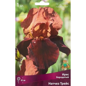 Ирис бородатый Натчез Трейс