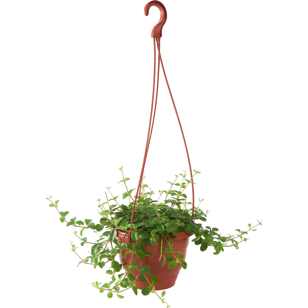 Santreyd Пеперомия Мелколистная — изящное украшение интерьера 85535964 STLM-0063571 - Вид №1