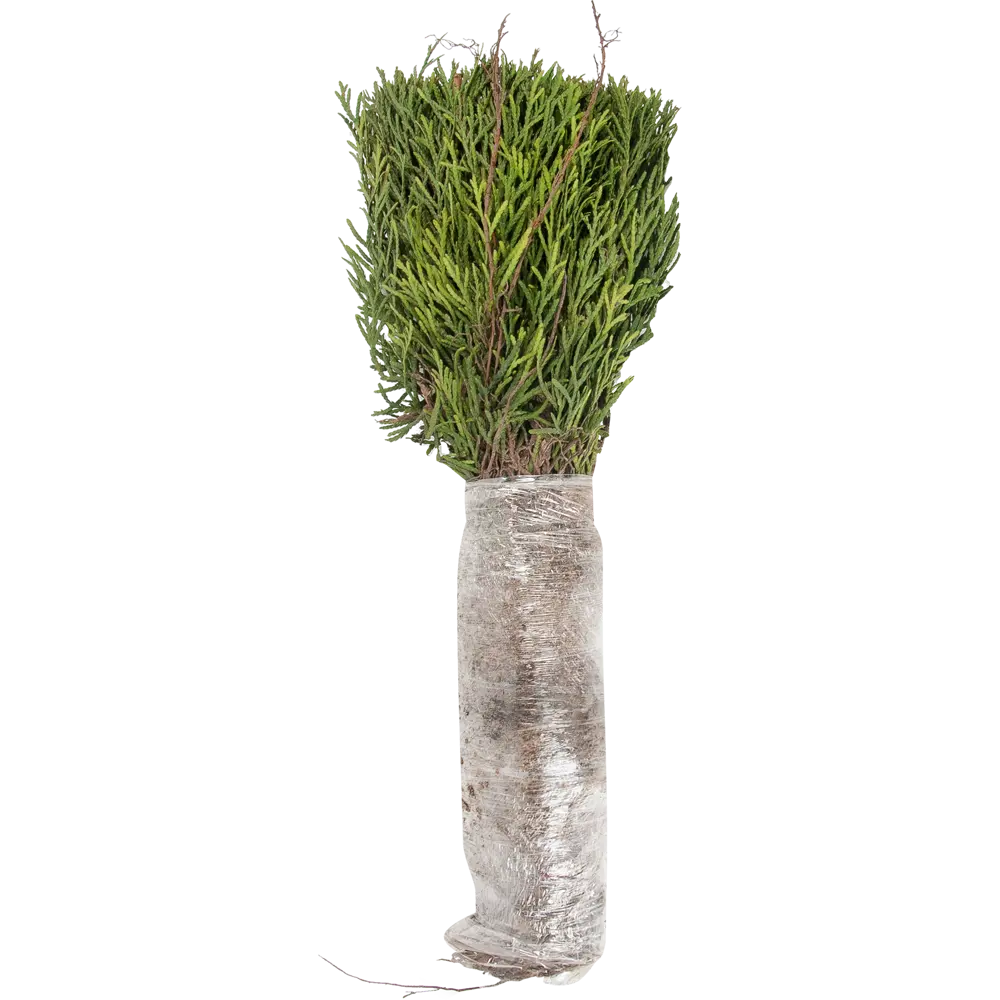 Туя западная Смарагд в тубе 82539538 STLM-2179482 BLOOMING LIFE  - Вид №1
