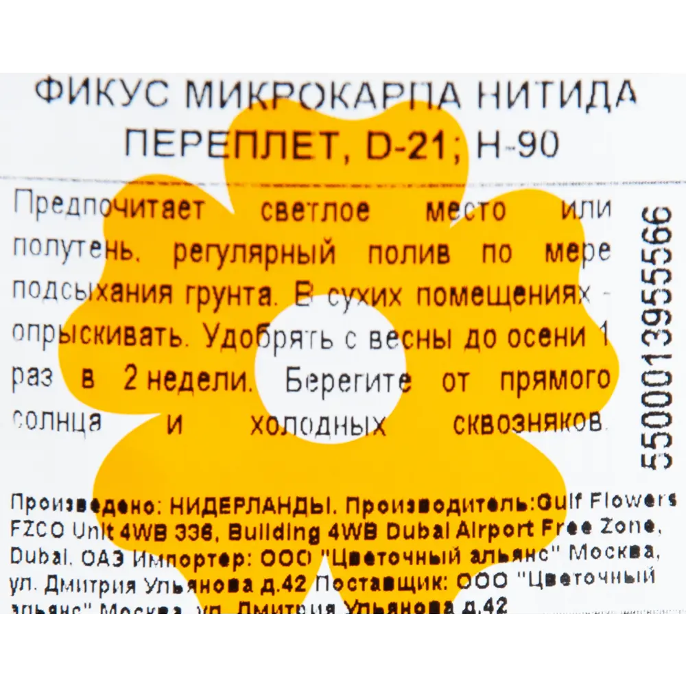 Фикус микрокарпа "Нитида переплет" 21x90 см 82850360 STLM-2090188 Santreyd  - Вид №2