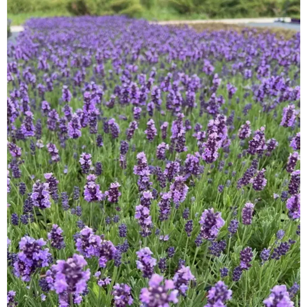 Лаванда узколистная Лавли Скай Блу h15 см Santreyd STLM-2115518