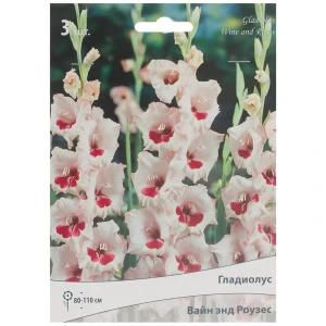 Гладиолус крупноцветковой «Вайн анд Роузес» 81945436 STLM-2086640