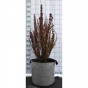 82676737 Барбарис Тунберга «Ред Рокет» 40x100-120 см