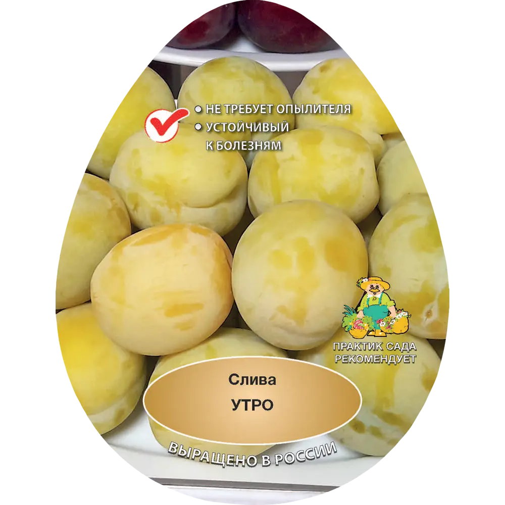 Слива Утро h200 см Поиск Инвест 84399322 STLM-2056187 Santreyd 
