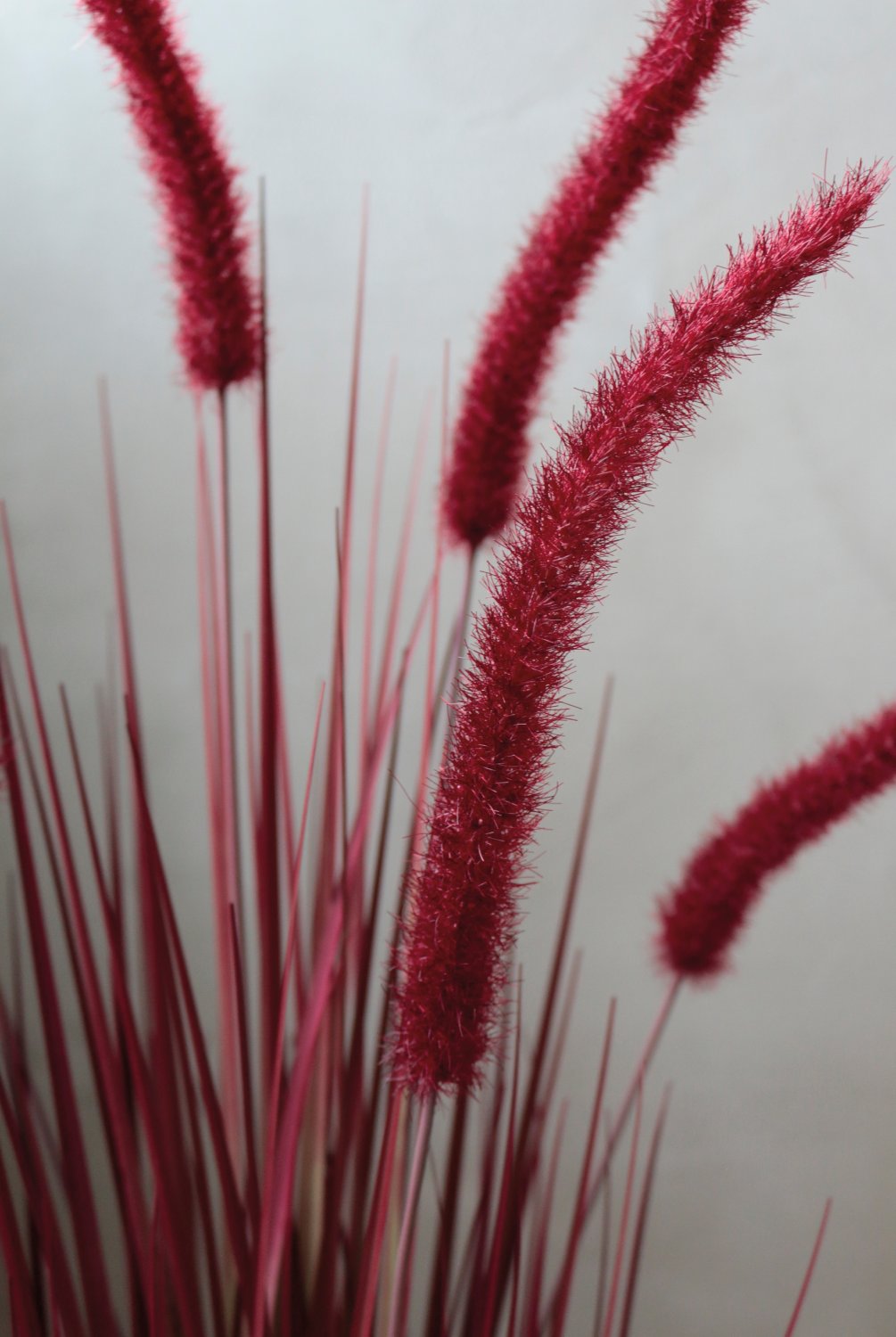 4868 498 a3 Искусственный пучок травы 'Chinese fountain grass' в горшке, 90 см, бордово-зеленый H-andreas  - Вид №2