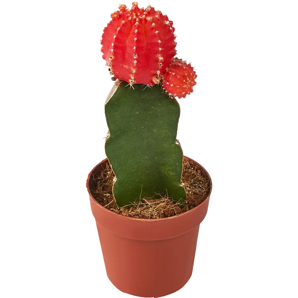 Santreyd Гимнокалициум микс - цветущий кактус для дома ø8×20 см 85325011 STLM-0061561