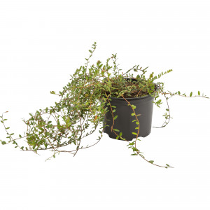 82219576 Клюква крупноплодная «Пилигрим» 2 л