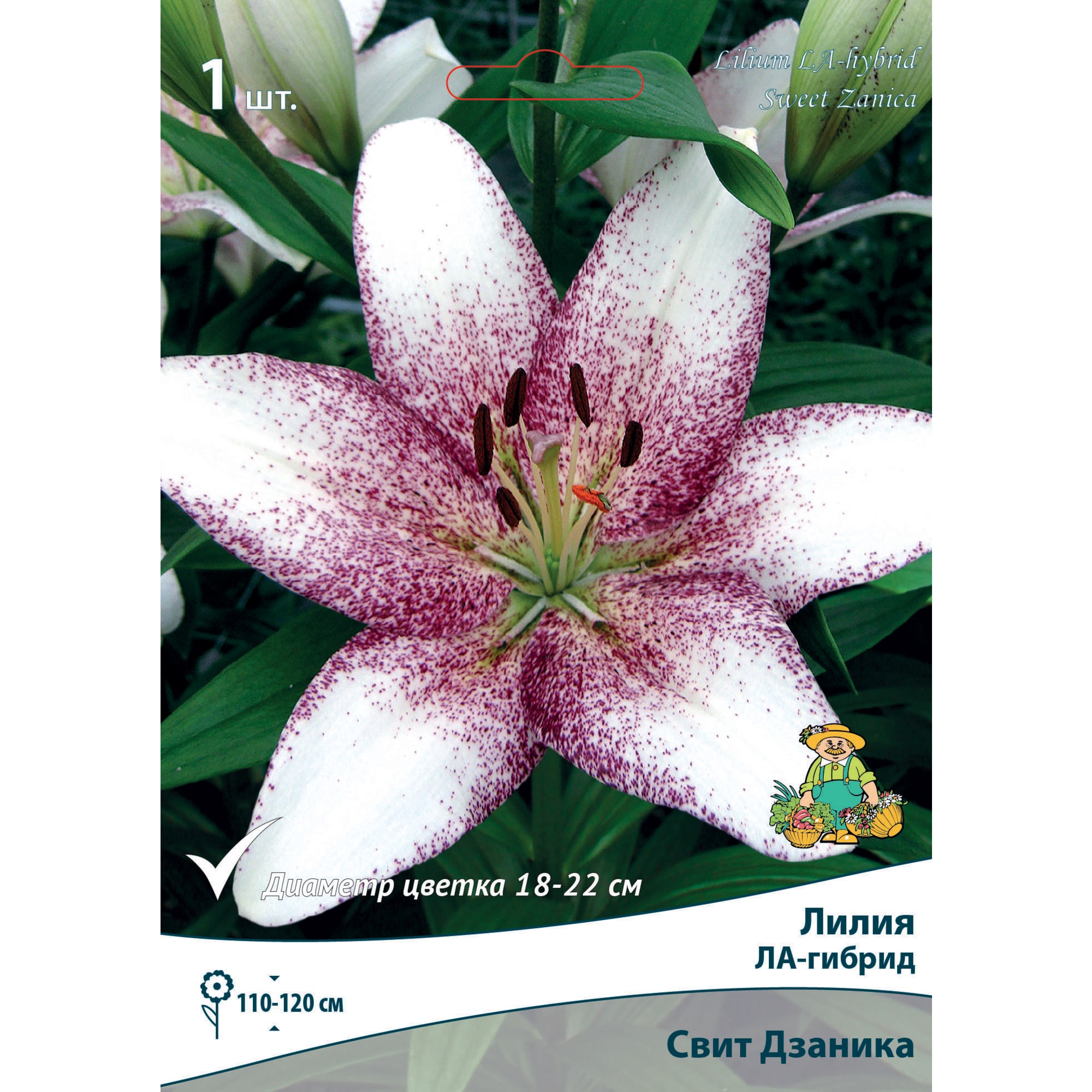 83597476 Лилия ЛА-гибрид Свит Дзаника луковица 12/14 Santreyd 