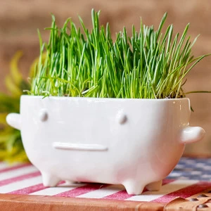 Набор для выращивания eco "Буль" ЭКОЧЕЛОВЕКИ  254568 Белый