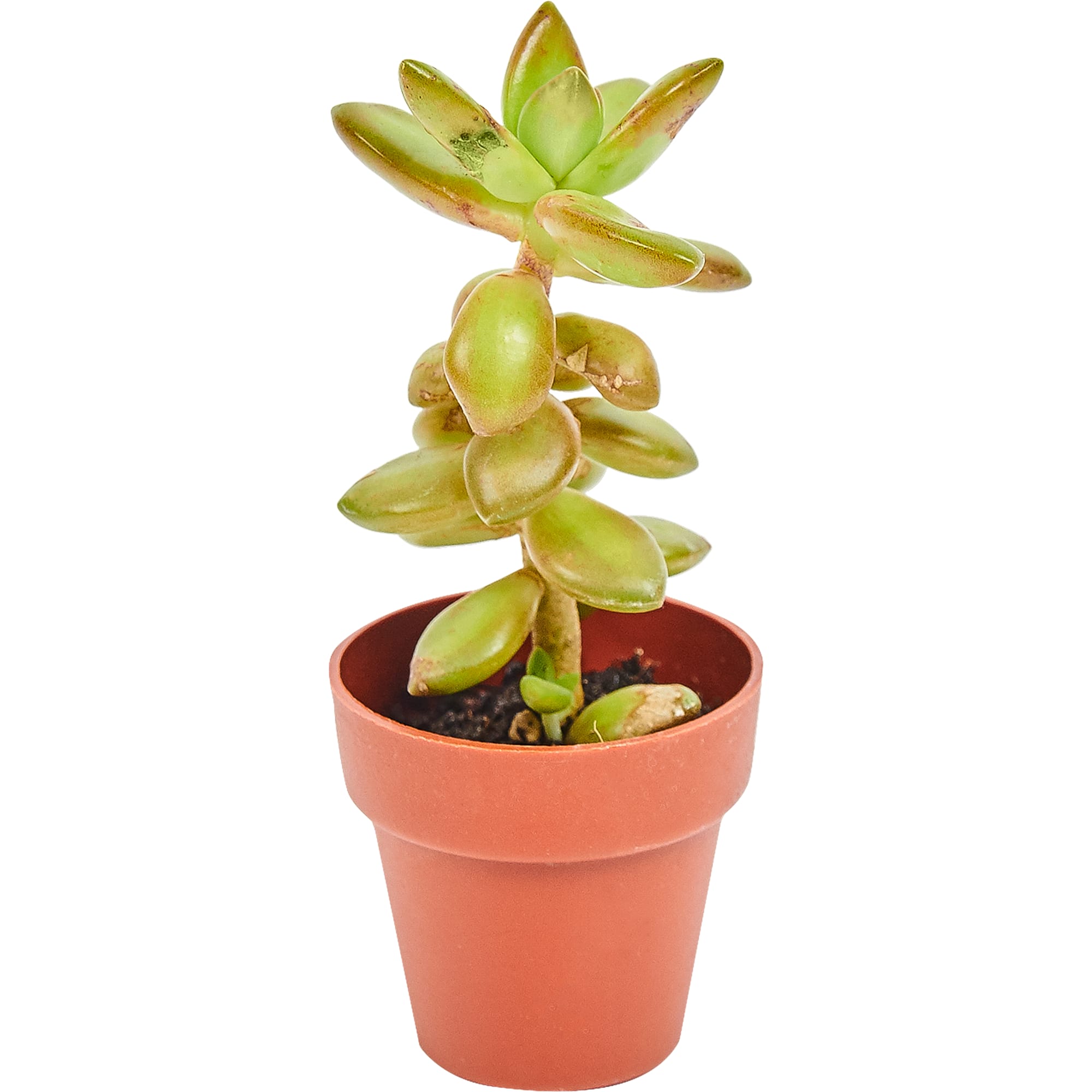 82850439 Суккулент мини 4х10 см Santreyd 