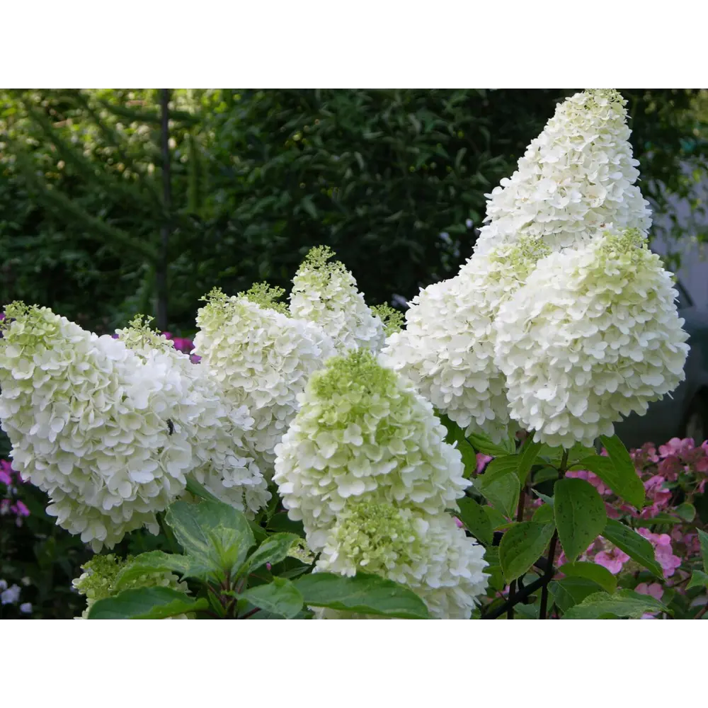 Santreyd Гортензия метельчатая микс - декоративный садовый кустарник 87718464 STLM-0075249 - Вид №4
