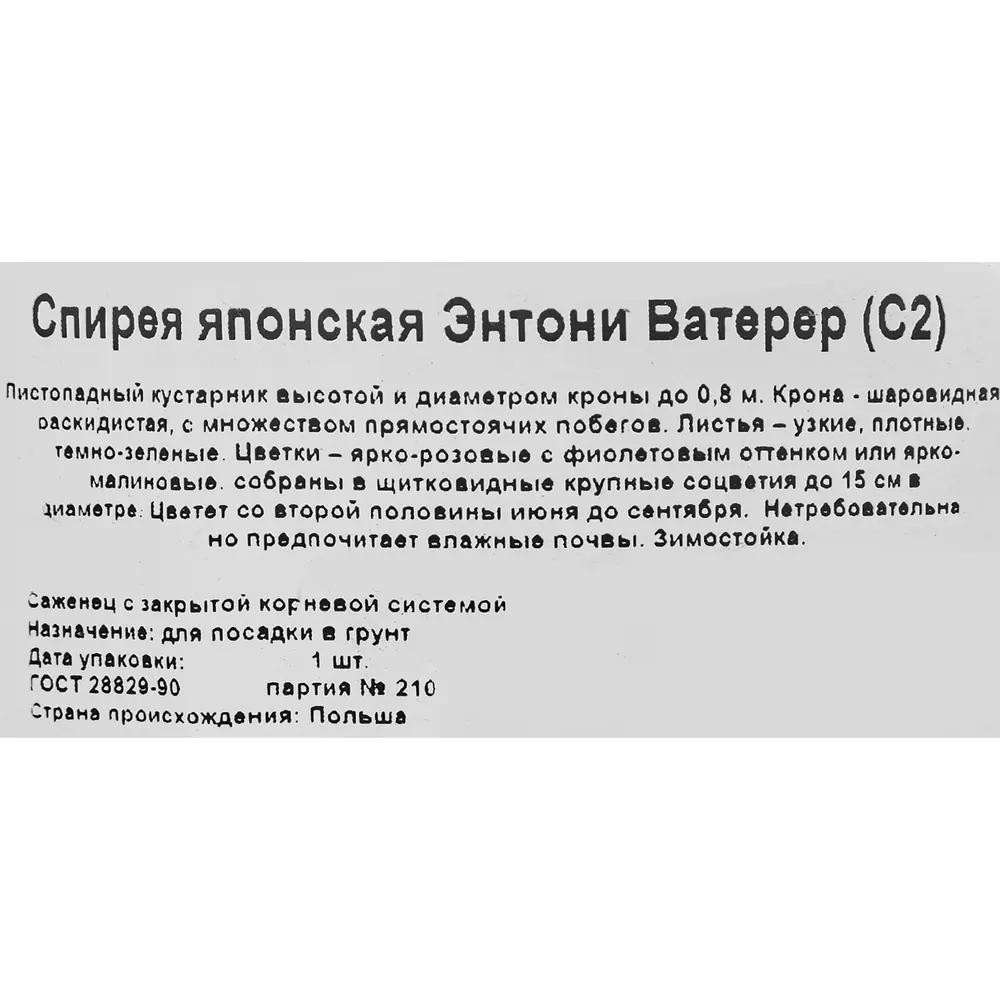 Спирея японская Энтони Ватерер ø17 h30 см 85325006 STLM-2089078 Santreyd  - Вид №1