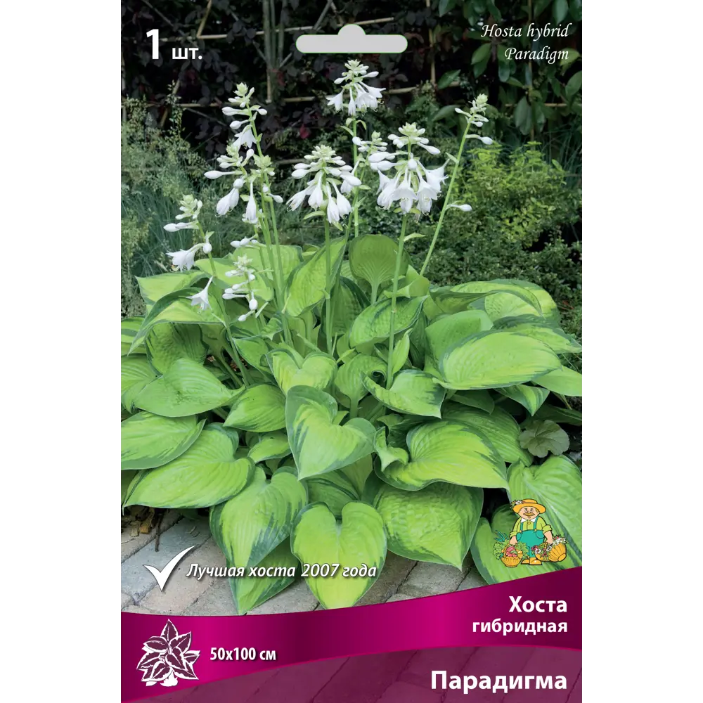 Хоста гибридная Парадигма луковица I Santreyd STLM-2094552