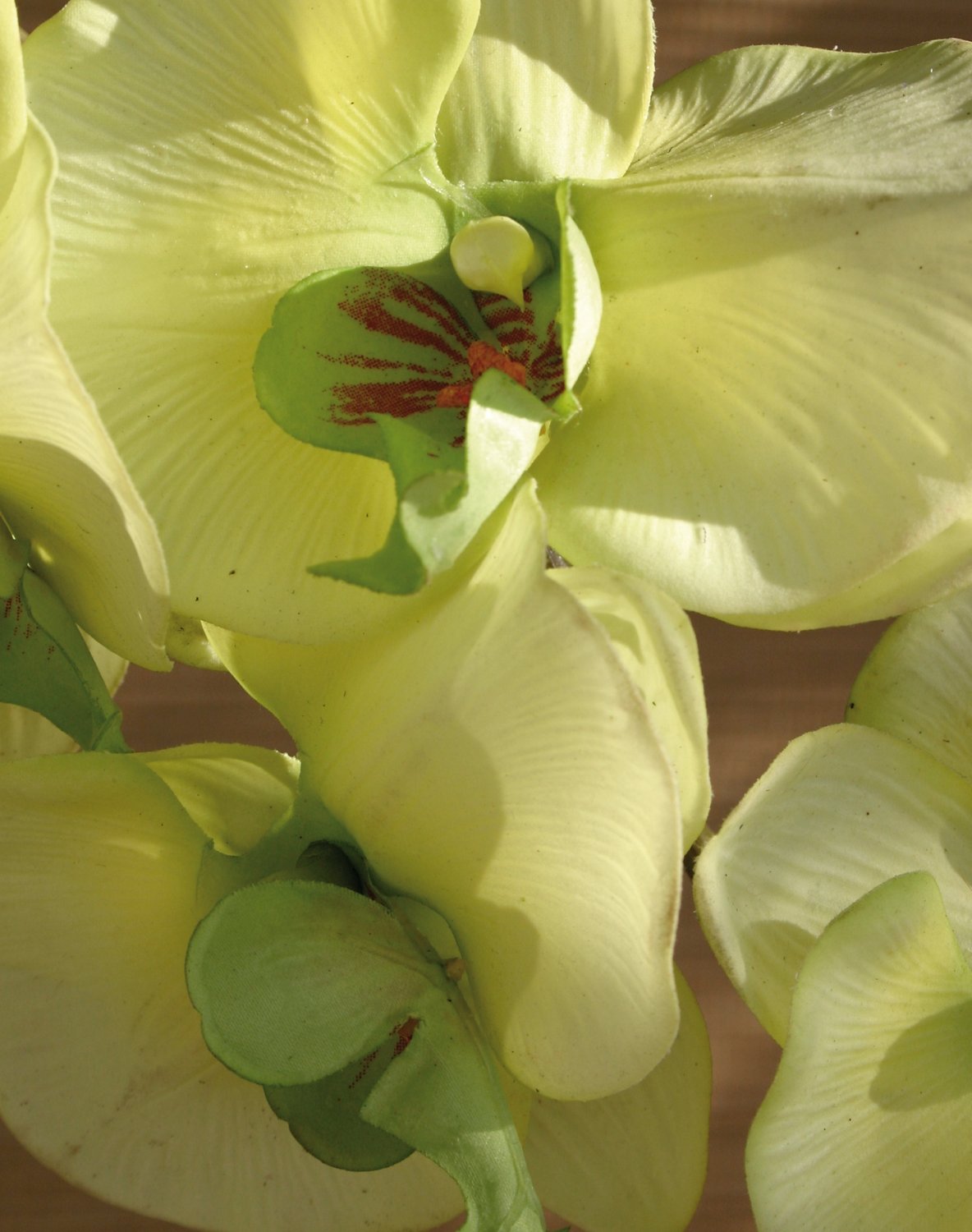 2581 788 a3 Искусственная орхидея Phalaenopsis, 103 см, real touch, бежево-зеленая H-andreas  - Вид №6