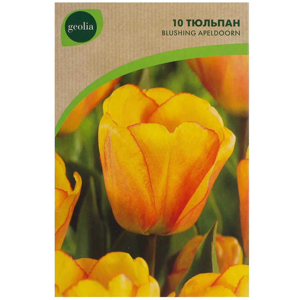 Тюльпан Blushing Apeldoorn GEOLIA 11/12 18659006 STLM-2111643  - Вид №1