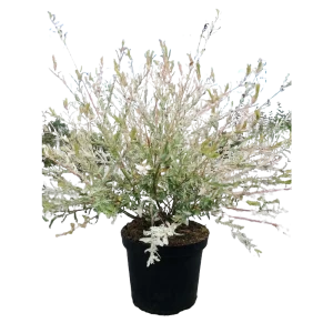 Ива цельнолистная Хакуро Нишики ø17 h30-50 см 85622923 STLM-2029701