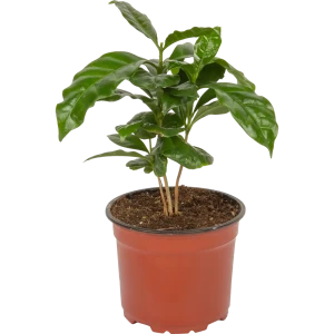 Кофе ø12 h25 см 83247634 STLM-2094827