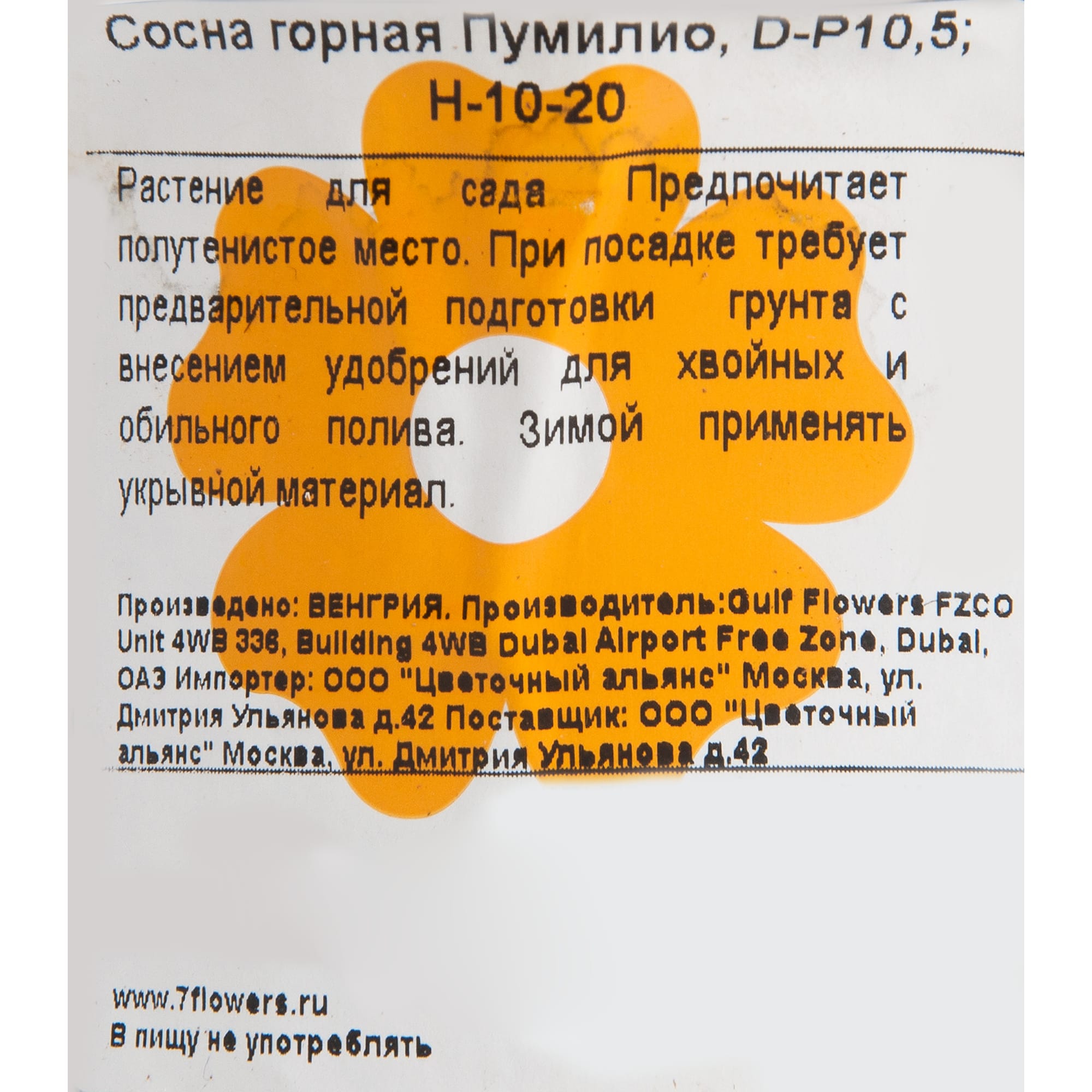 82601669 Сосна горная «Пумилио» 10x15 см Santreyd  - Вид №1