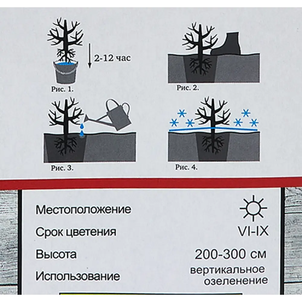 Роза плетистая Шнеевальцер h100 см Santreyd STLM-2211354 - Вид №4