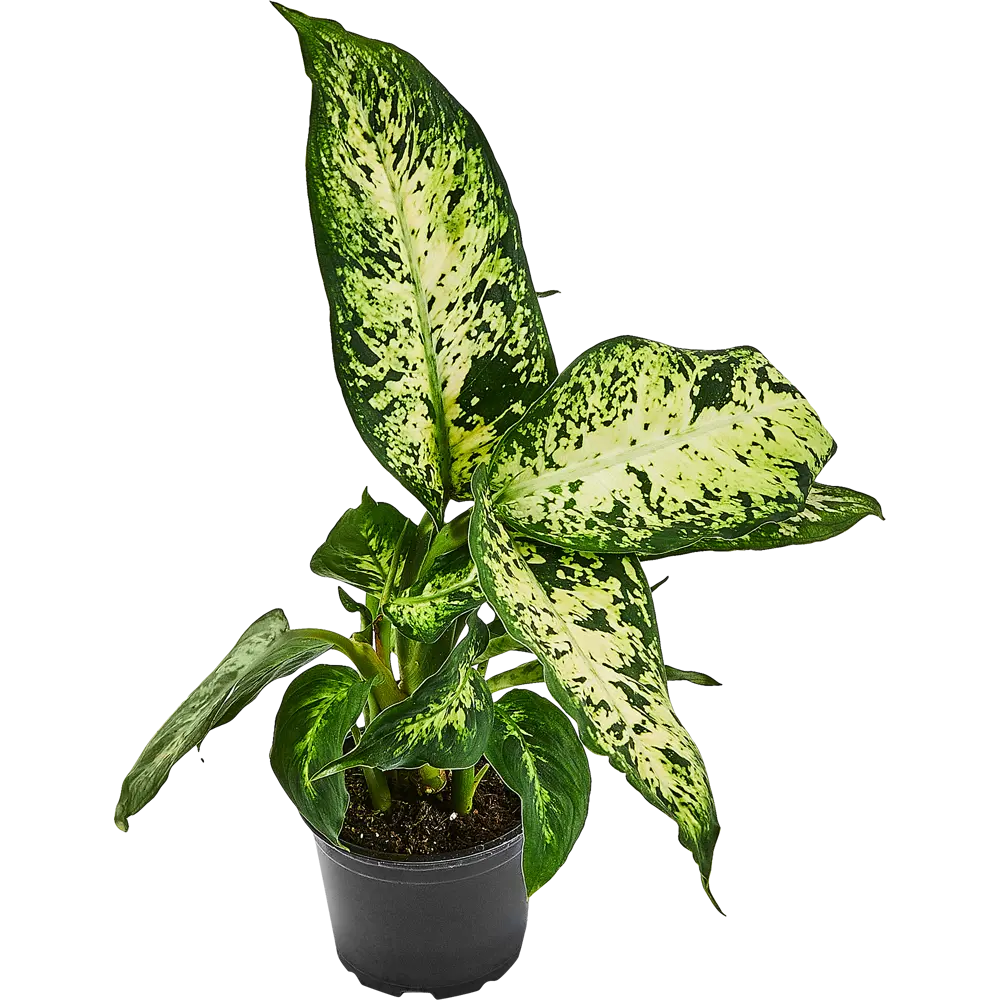 Диффенбахия Santreyd — изящное комнатное растение с ланцетными листьями 89351055 STLM-1364930 - Вид №1