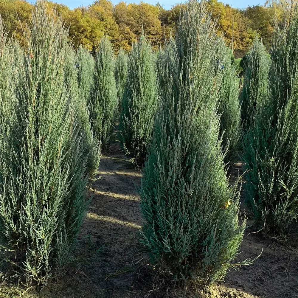 Можжевельник «Блюэрроу» C1.5 высота 35-45 см Santreyd STLM-2200684