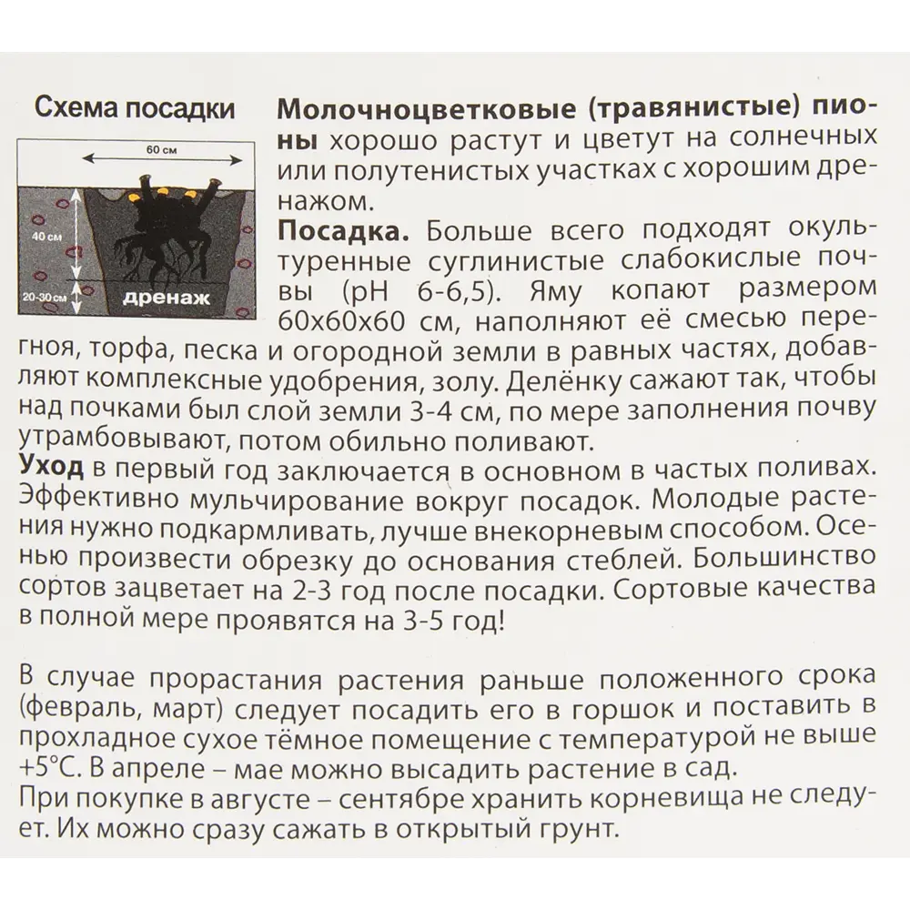 Пион молочноцветковый травянистый Корал Бич ПОИСК STLM-2167219 - Вид №2