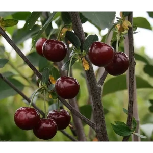 Вишня Быстринка ø22 h180 см 85607953 STLM-2051403