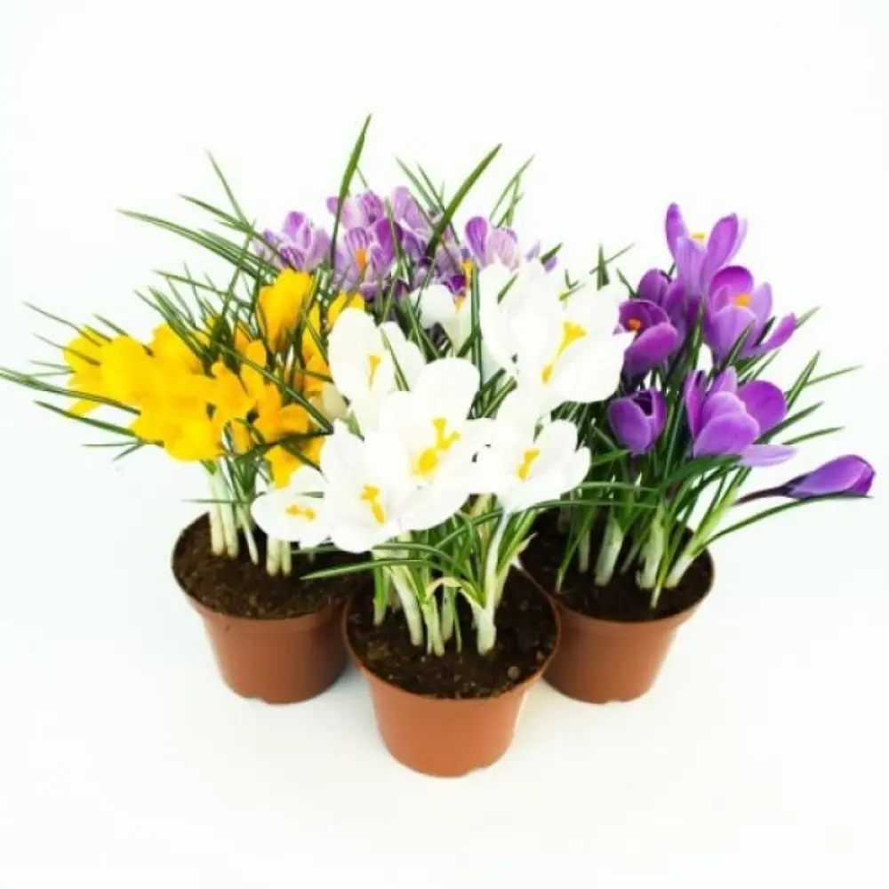 Крокус Даймонд Коллекция микс ø9 h15 см 89453876 STLM-2108503 Santreyd 
