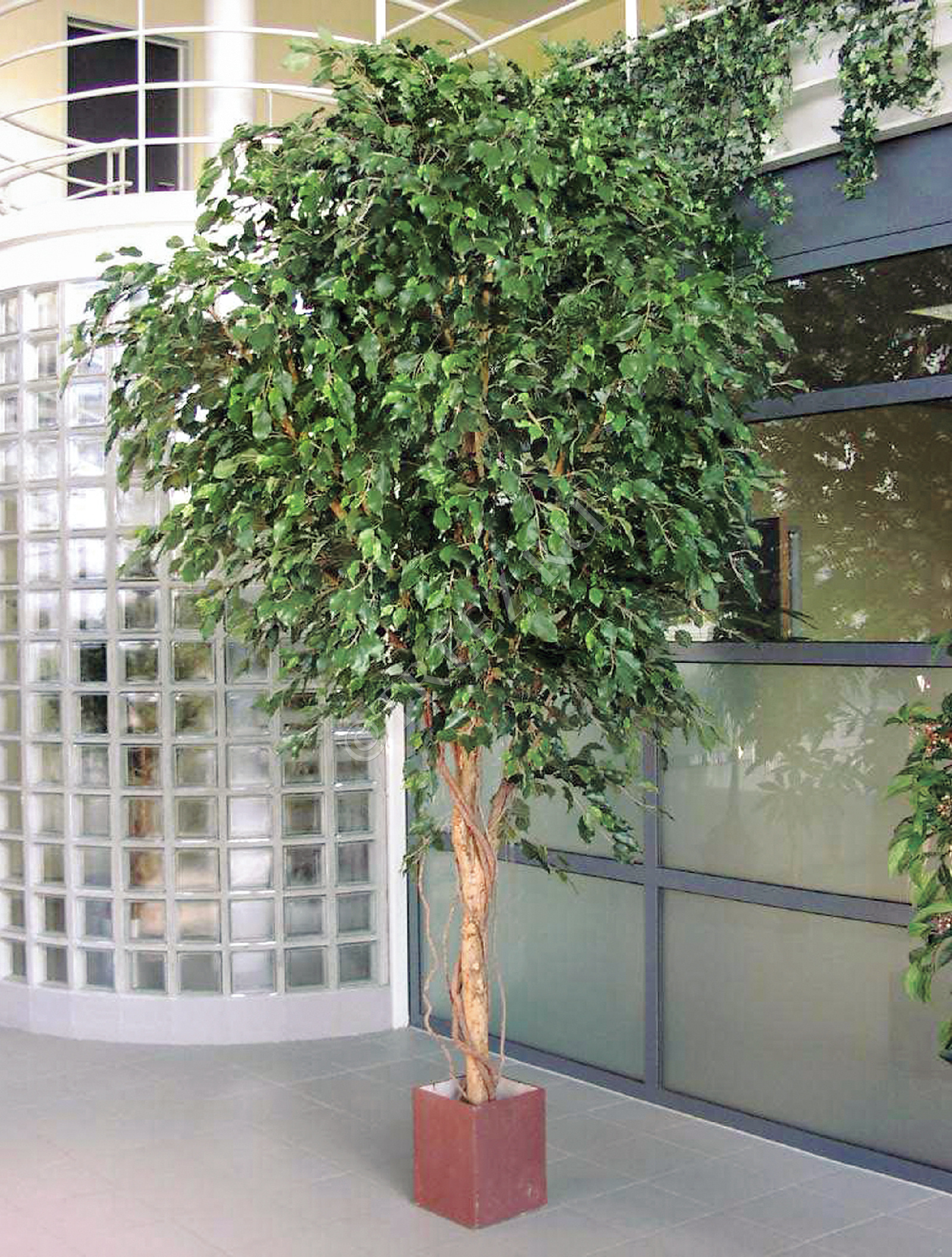 10.31210N Фикус Бенджамина Гигантский Цветочная коллекция  - Вид №1