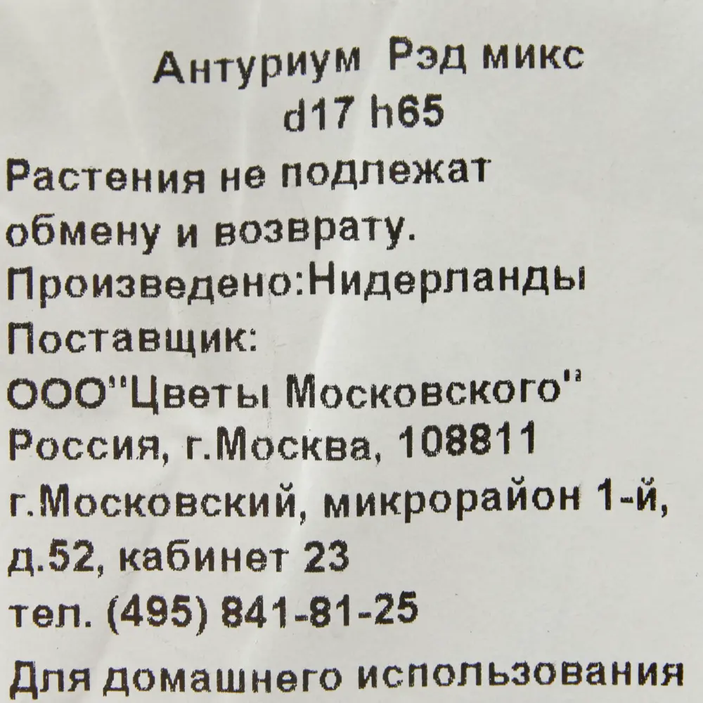 Santreyd Антуриум Рэд Кинг — изысканное сердце тропиков 82383414 STLM-1381386 - Вид №2