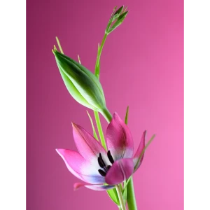 Картина на стекле "Цветы розовые" 60x80 см 82924203 STLM-2075017