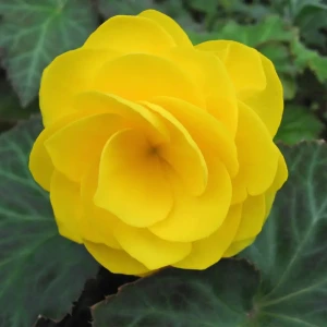 Бегония «double Yellow», 4х5 см 13064716 STLM-2032333