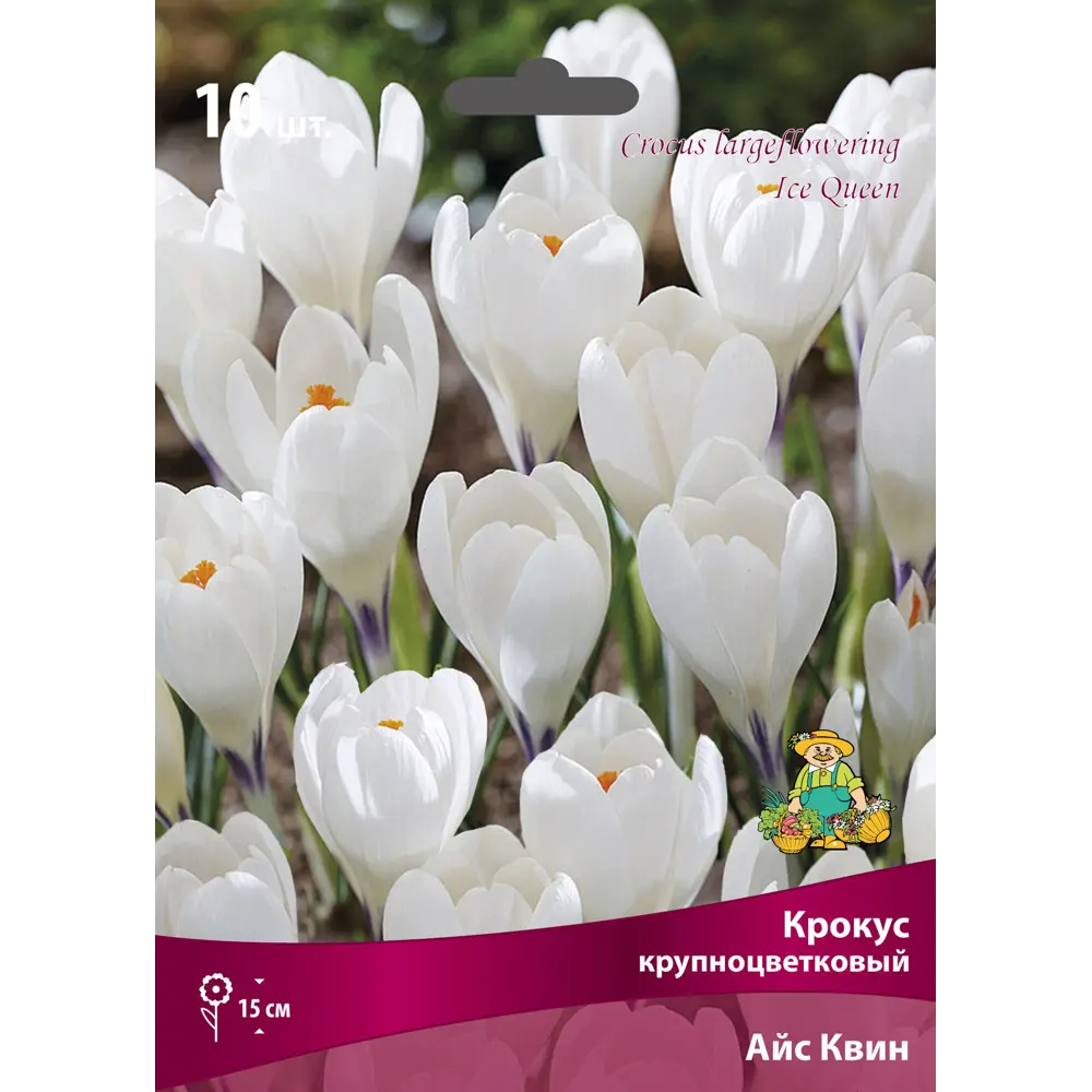 ПОИСК Крокус Айс Квин - 10 луковиц нежных синих первоцветов 88658976 STLM-1572680