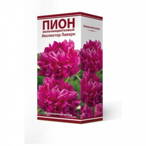 83600145 Пион травянистый Инспектор Лаверн луковица 2-3