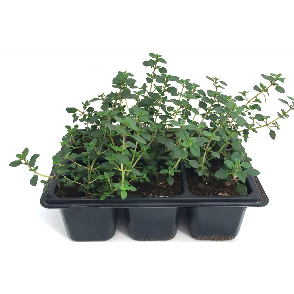 Тимьян в кассете, 6 шт Santreyd STLM-2161832 - Вид №2