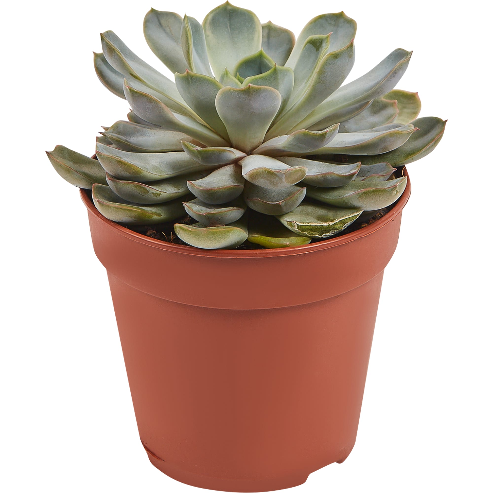 82877381 Суккулент микс 4 варианта 12x25 см Santreyd  - Вид №1