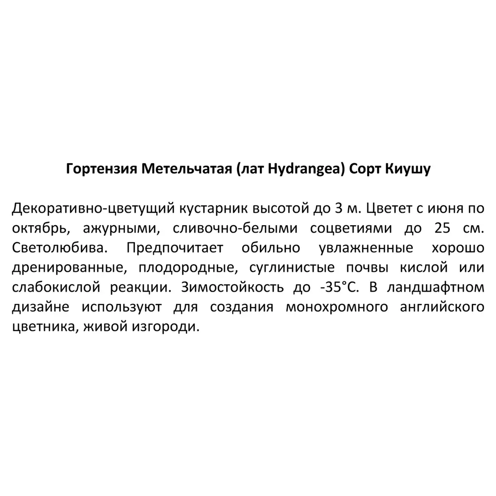Гортензия Метельчатая Киушу С2 Н 20 Киушу ø15 h20 см 85606566 STLM-2131797 Santreyd  - Вид №3