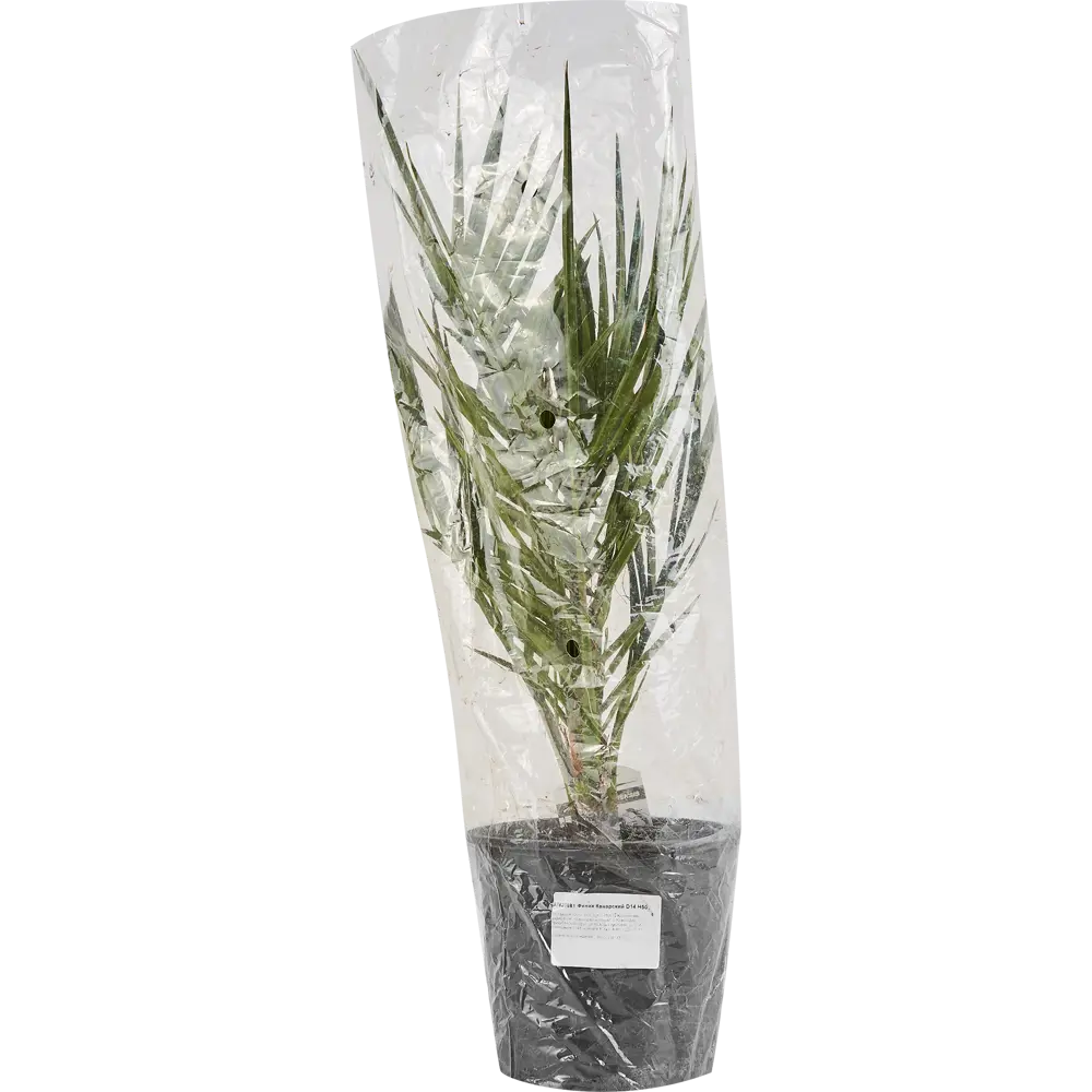 Финик Канарский от Santreyd — элегантная пальма для вашего интерьера 87620881 STLM-0074565 - Вид №2