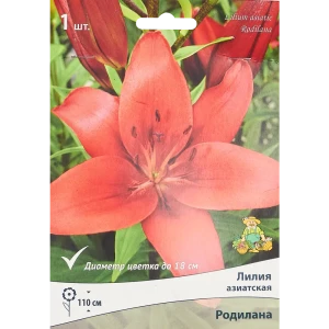 Лилия азиатская Родилана 85205805 STLM-2006844
