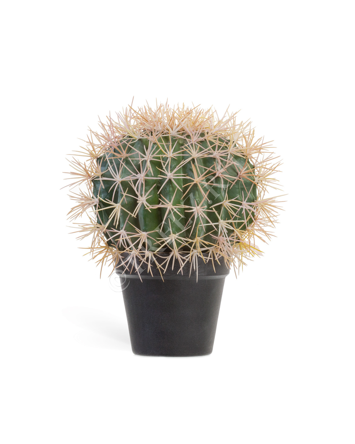 10.091831N Кактус Баррель Цветочная коллекция  - Вид №3