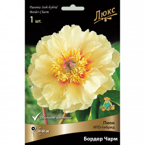 82661865 Пион ито-гибрид «Бордер Чарм» разбор 2-3