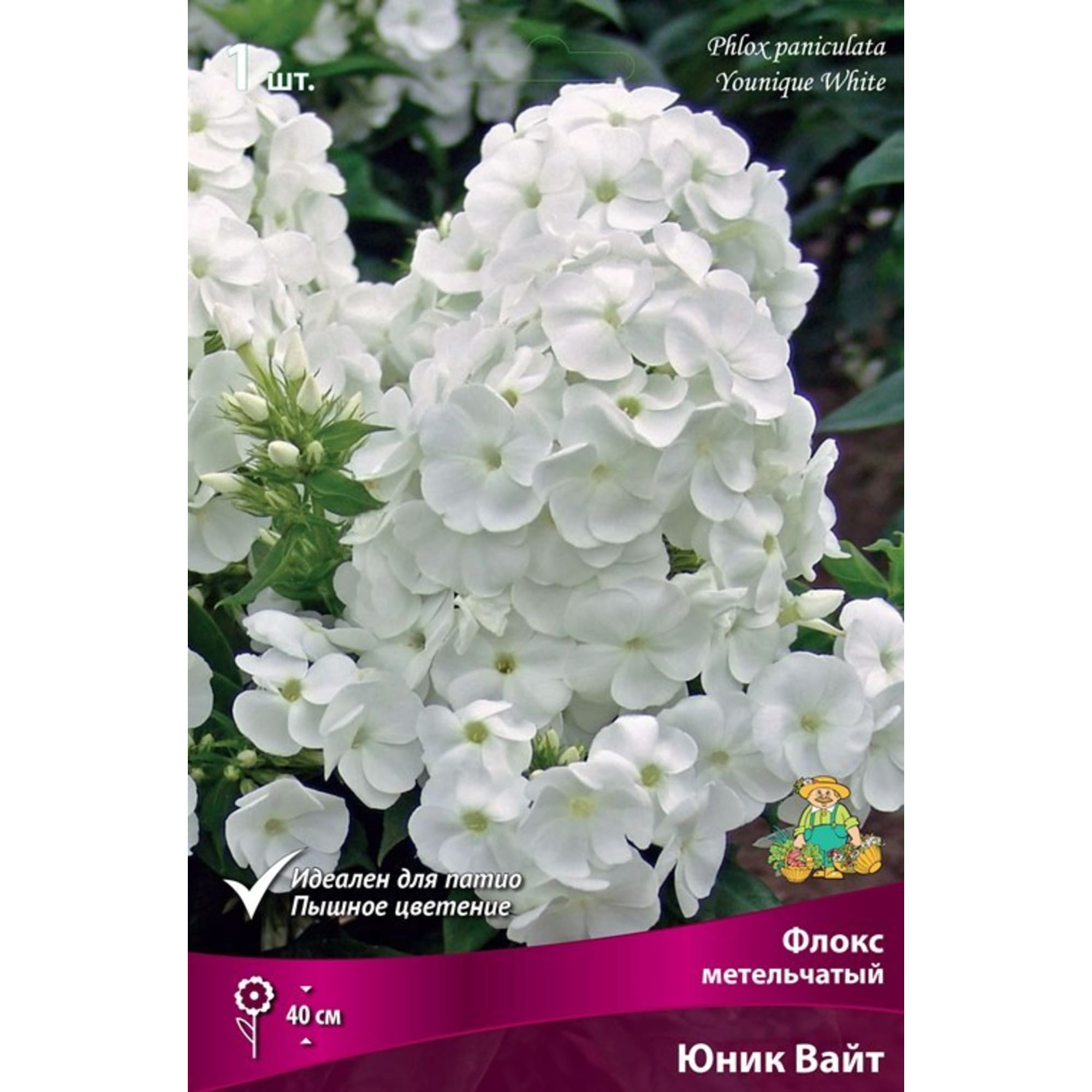 83600087 Флокс метельчатый Юник Вайт для патио луковица I Santreyd 