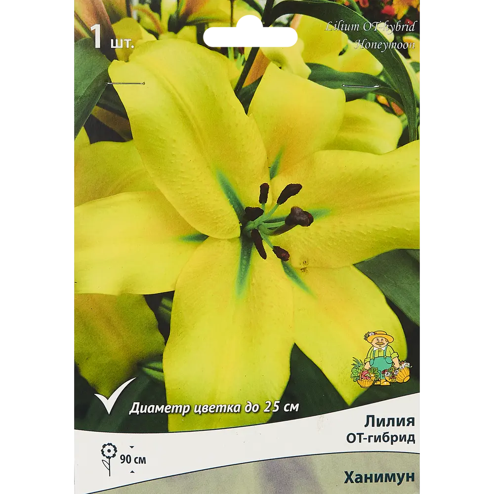 Лилия от-гибрид Ханимун 85205720 STLM-2212284 ПОИСК 